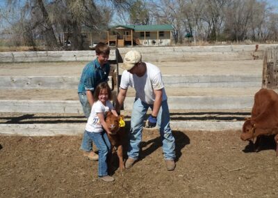 kids are playing with cow baby