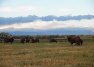 Lost Wells Cattle Company 30