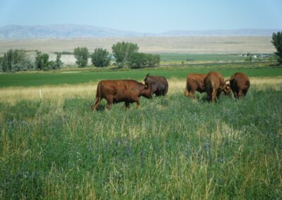 our cattle image 6