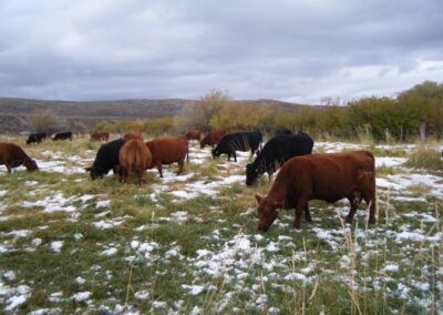 our cattle image 8